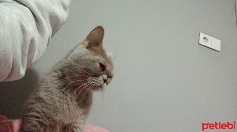 British Shorthair, Kedi  Balım fotoğrafı