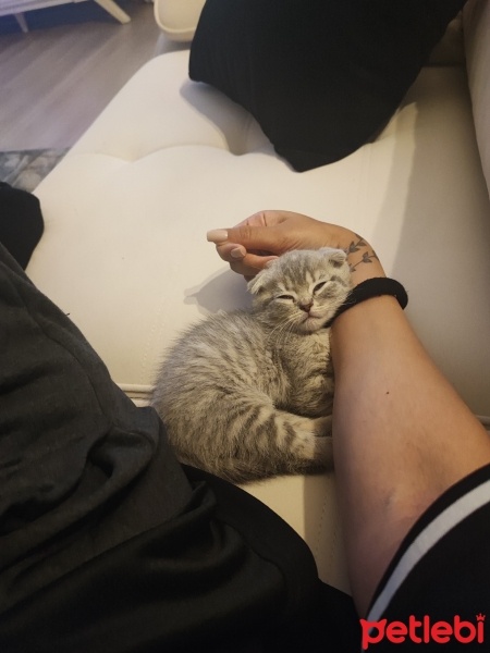 Scottish Fold, Kedi  Luna fotoğrafı