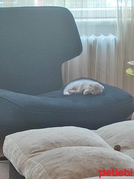 Scottish Fold, Kedi  Luna fotoğrafı