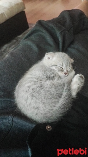 Scottish Fold, Kedi  Luna fotoğrafı