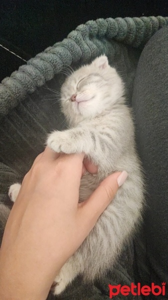 Scottish Fold, Kedi  Luna fotoğrafı