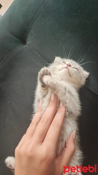 Scottish Fold, Kedi  Luna fotoğrafı