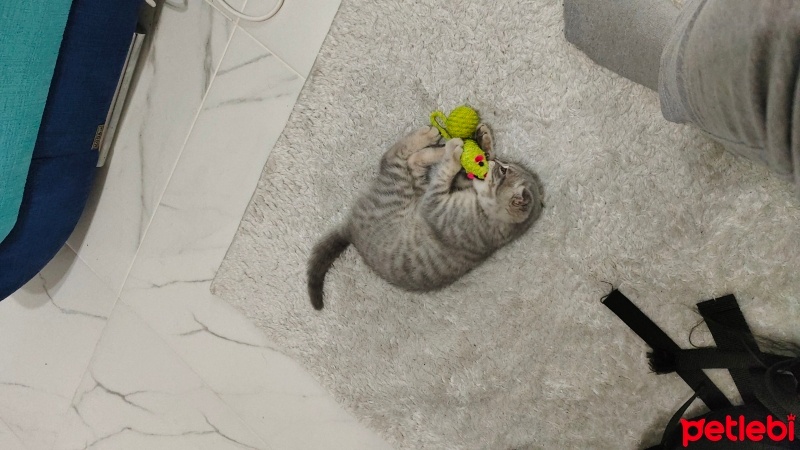 Scottish Fold, Kedi  Luna fotoğrafı