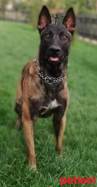 Belçika Malinois, Köpek  Cesur fotoğrafı