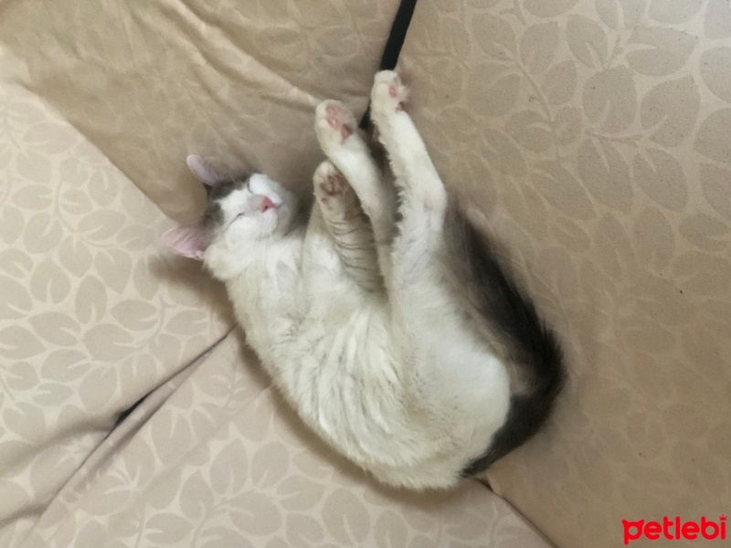 Tekir Kedi, Kedi  Miço fotoğrafı