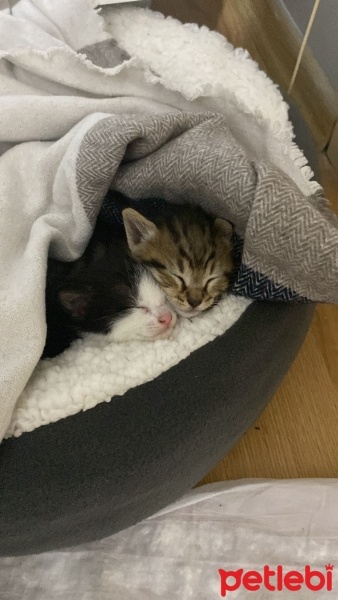 Tekir Kedi, Kedi  gece ve toprak fotoğrafı