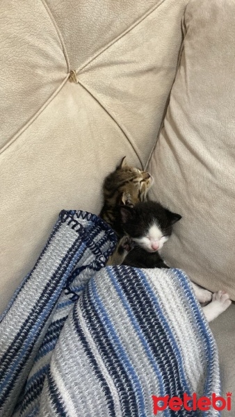 Tekir Kedi, Kedi  gece ve toprak fotoğrafı