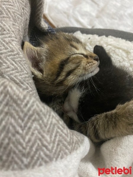 Tekir Kedi, Kedi  gece ve toprak fotoğrafı