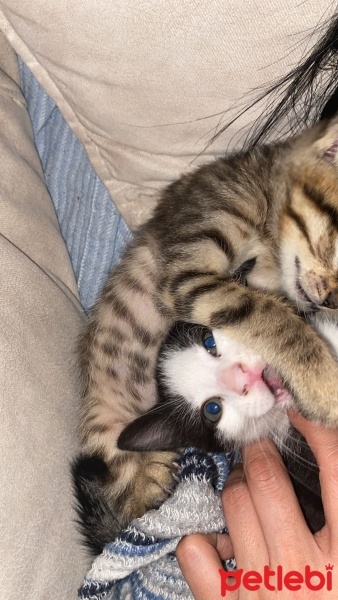 Tekir Kedi, Kedi  gece ve toprak fotoğrafı