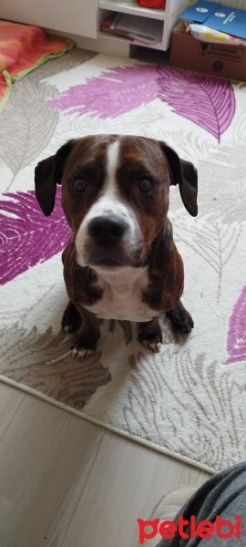 Boxer, Köpek  Pablo fotoğrafı