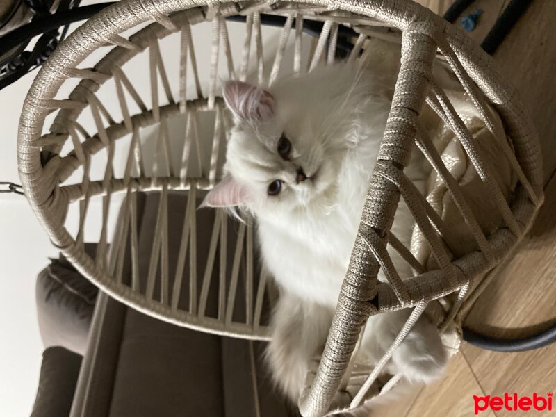 British Longhair, Kedi  Paris fotoğrafı