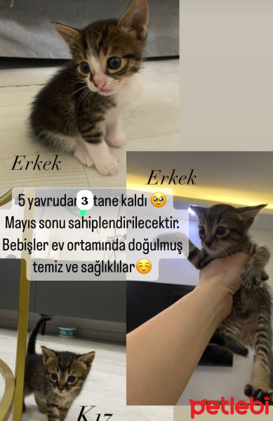 Tekir Kedi, Kedi  Tekir fotoğrafı