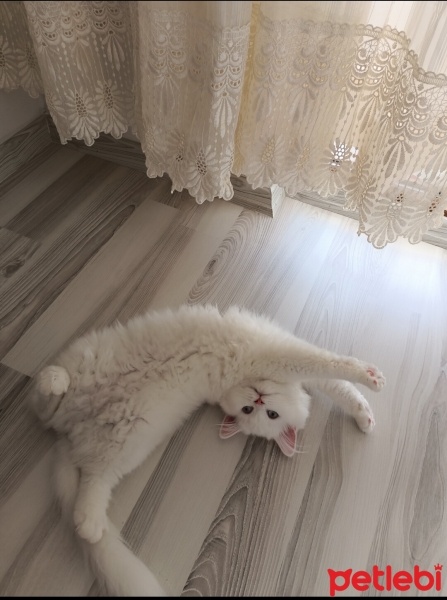 British Longhair, Kedi  Lina fotoğrafı