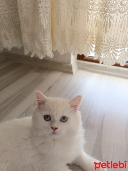 British Longhair, Kedi  Lina fotoğrafı