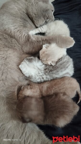 British Shorthair, Kedi  Acil sahiplendirme British fotoğrafı