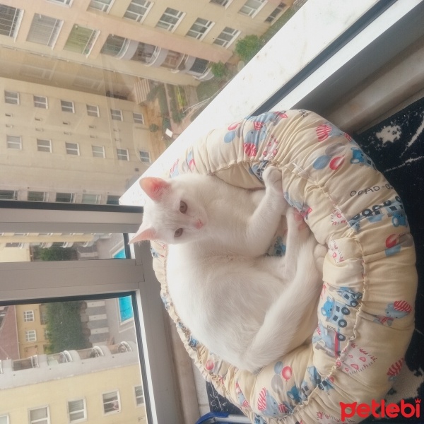 Scottish Fold, Kedi  Pamuk fotoğrafı