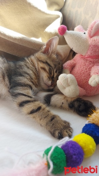Tekir Kedi, Kedi  Patso fotoğrafı