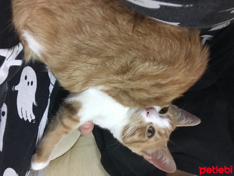 Sarman, Kedi  karamel fotoğrafı
