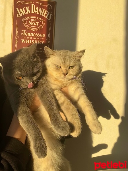 British Shorthair, Kedi  Maysa fotoğrafı