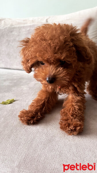 Poodle (Minyatür Kaniş), Köpek  Pati fotoğrafı