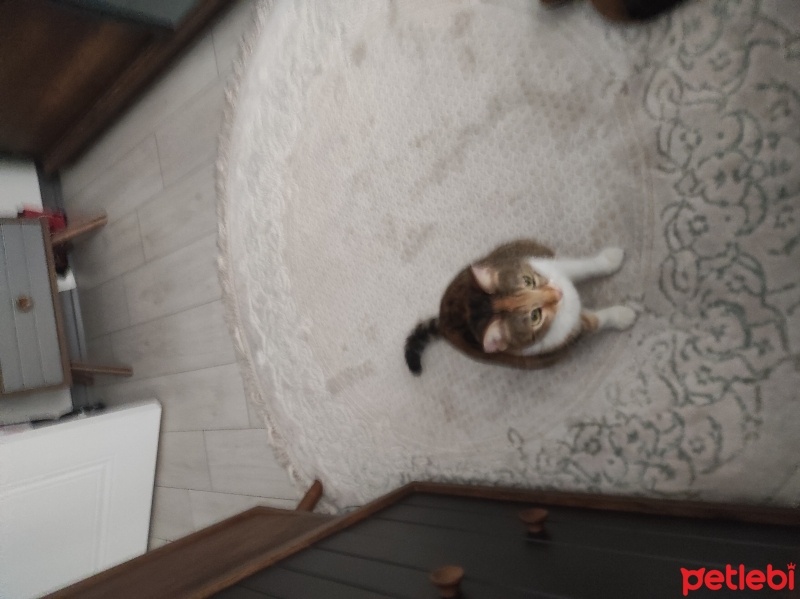 Tekir Kedi, Kedi  Prenses fotoğrafı