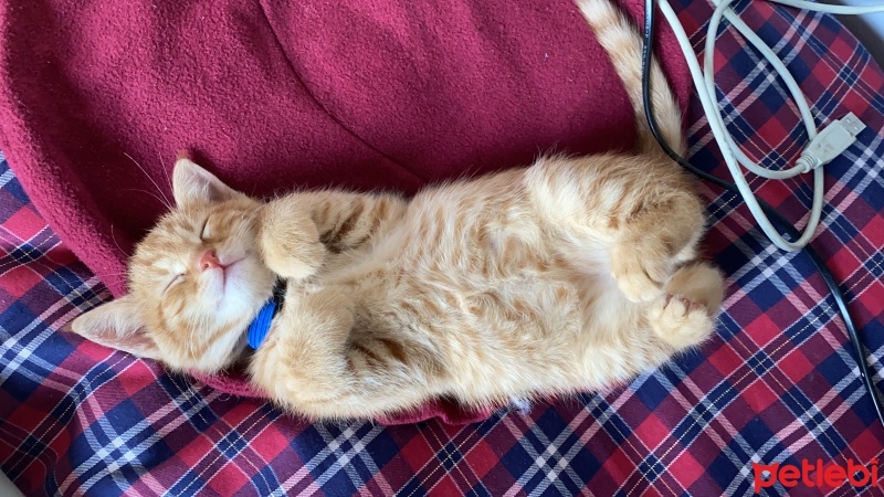 Sarman, Kedi  BAL fotoğrafı