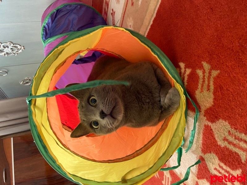 Mavi Rus, Kedi  Hera fotoğrafı