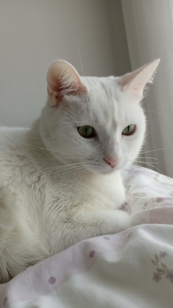 Ankara Kedisi, Kedi  Asil fotoğrafı