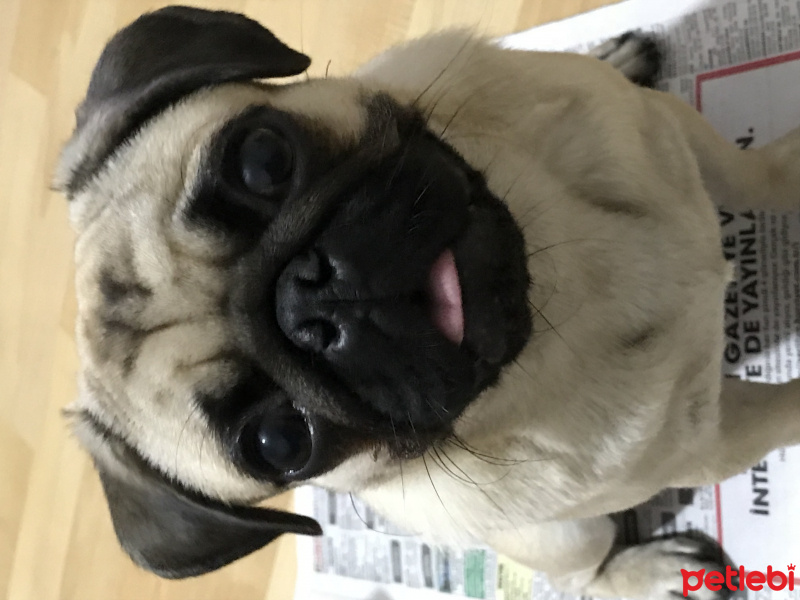 Pug, Köpek  Norma fotoğrafı