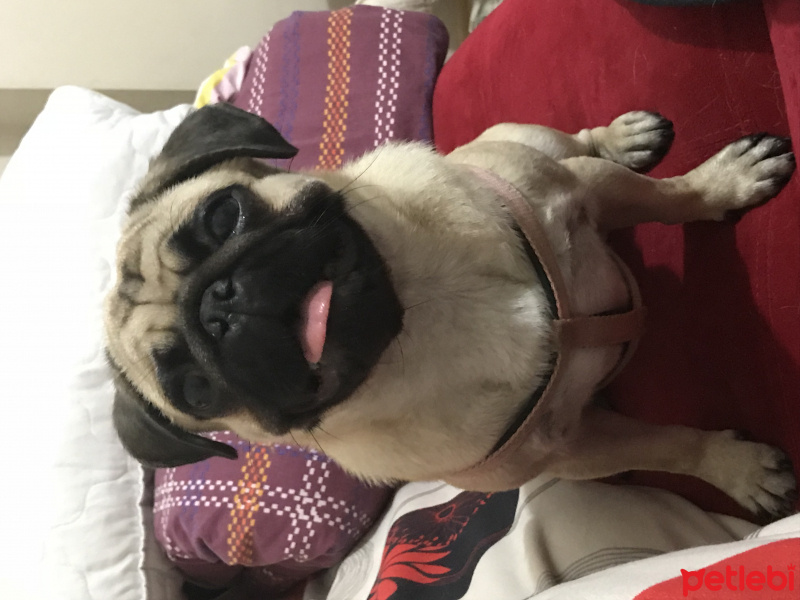 Pug, Köpek  Norma fotoğrafı