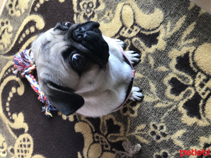 Pug, Köpek  Norma fotoğrafı