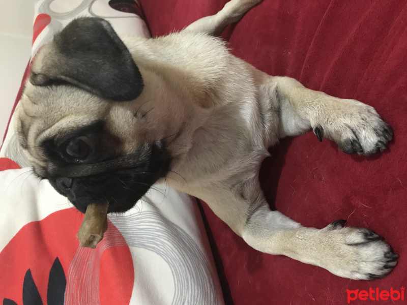 Pug, Köpek  Norma fotoğrafı