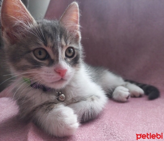 Tekir Kedi, Kedi  Kıpır fotoğrafı