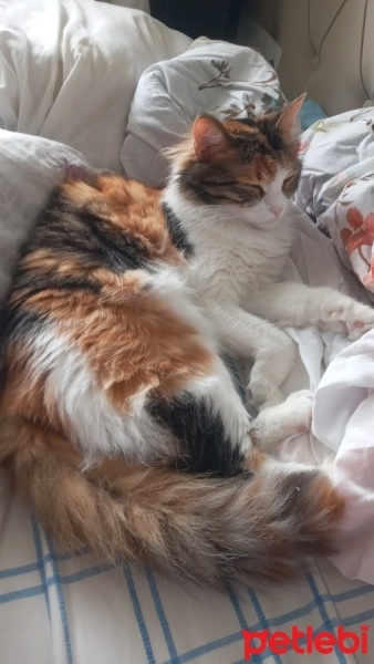 Tekir Kedi, Kedi  Lavanta fotoğrafı