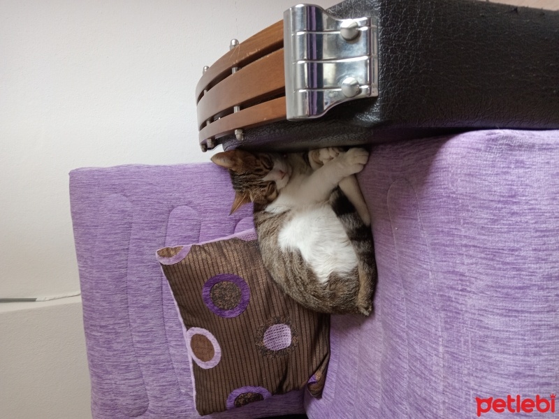 Tekir Kedi, Kedi  Boncuk fotoğrafı