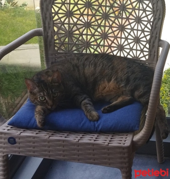 Tekir Kedi, Kedi  Jojo fotoğrafı
