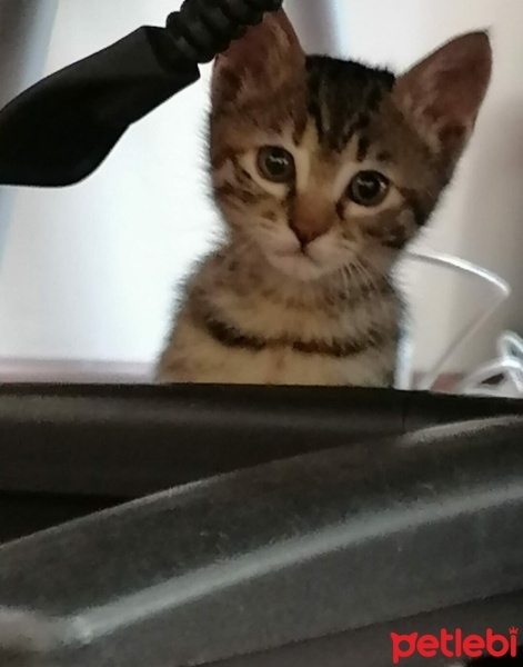 Tekir Kedi, Kedi  Jojo fotoğrafı