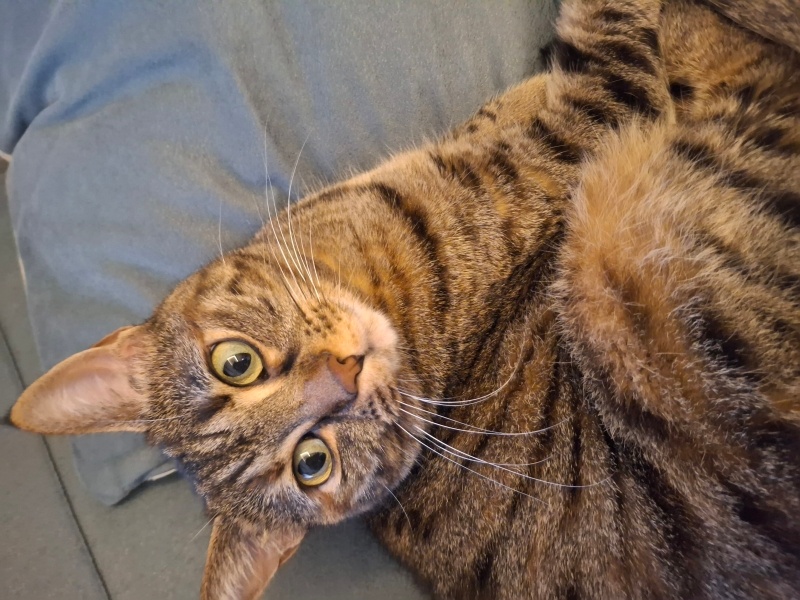 Tekir Kedi, Kedi  Jojo fotoğrafı
