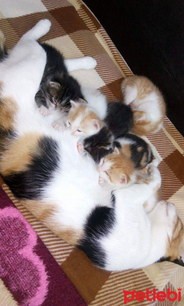 Tekir Kedi, Kedi  minnaklar fotoğrafı