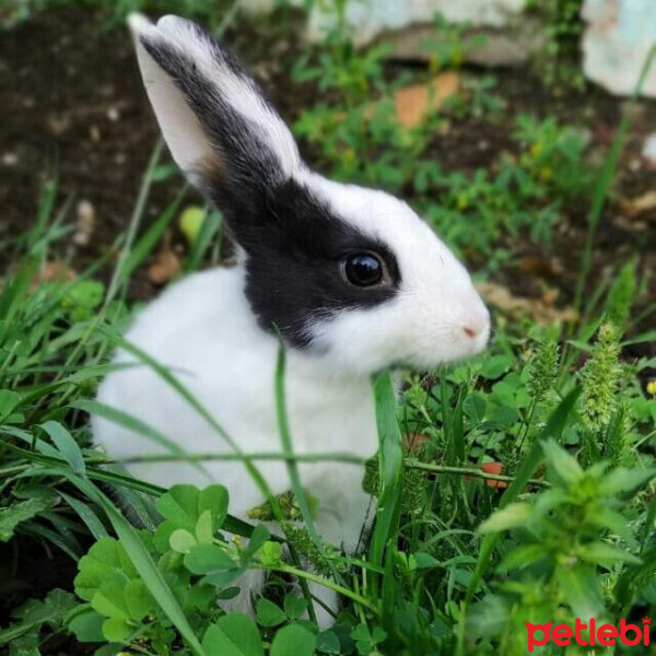 Tavşan, Kemirgen  Badem fotoğrafı