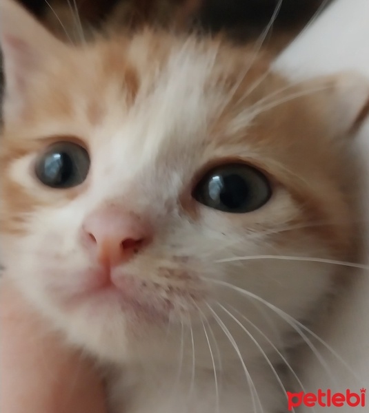 Tekir Kedi, Kedi  Minnos fotoğrafı