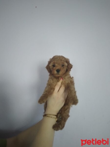 Poodle (Minyatür Kaniş), Köpek  50 günlük dişi toy poodle fotoğrafı