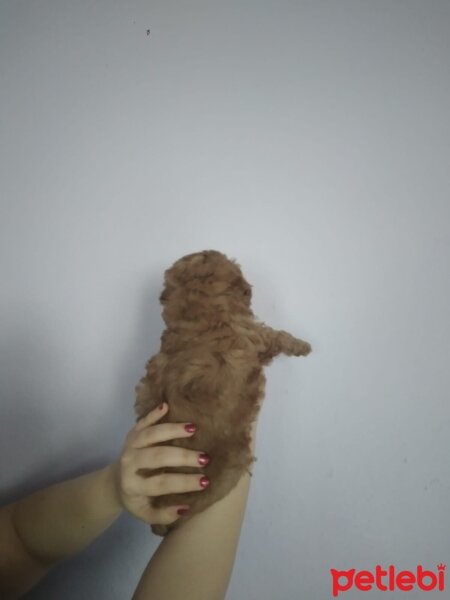 Poodle (Minyatür Kaniş), Köpek  50 günlük dişi toy poodle fotoğrafı