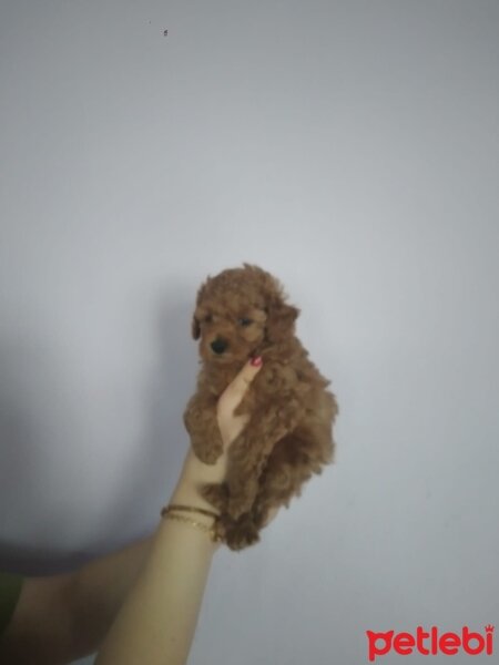 Poodle (Minyatür Kaniş), Köpek  50 günlük dişi toy poodle fotoğrafı