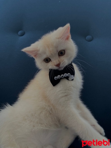British Shorthair, Kedi  Sakız fotoğrafı