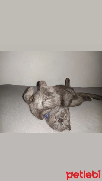 Scottish Fold, Kedi  Alex fotoğrafı
