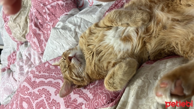 Sarman, Kedi  Tarçın fotoğrafı