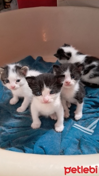 Tekir Kedi, Kedi  Beyaz fotoğrafı