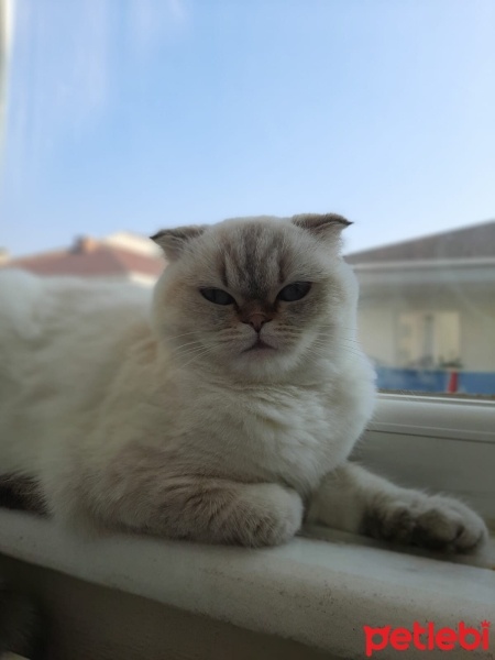 Scottish Fold, Kedi  Badem fotoğrafı