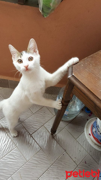 Tekir Kedi, Kedi  Piyo fotoğrafı